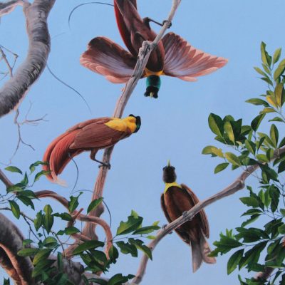 Red Bird of Paradise