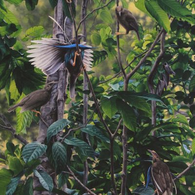 Wallace's Standard-wing - Halmahera