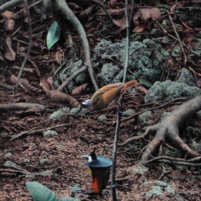 Displaying Wilson's Bird of Paradise