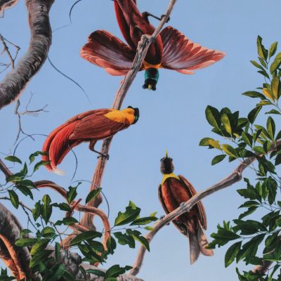 Red Bird of Paradise - Waigeo, West Papua