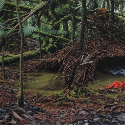 Vogelkop Bowerbird and his bower - Arfak Mountains, West Papua.