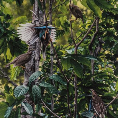 Displaying Wallace's Standard-wing - Halmahera