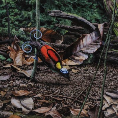 Clearing his court - Wilson's Bird of Paradise