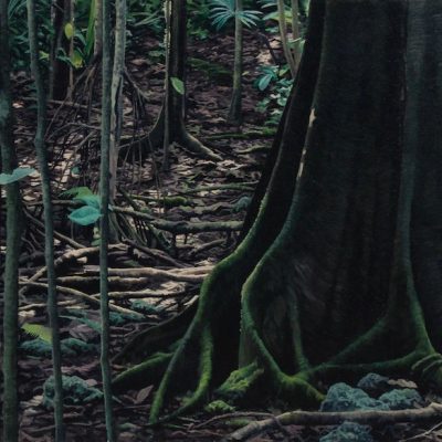 Early morning forest - Waigeo, West Papua
