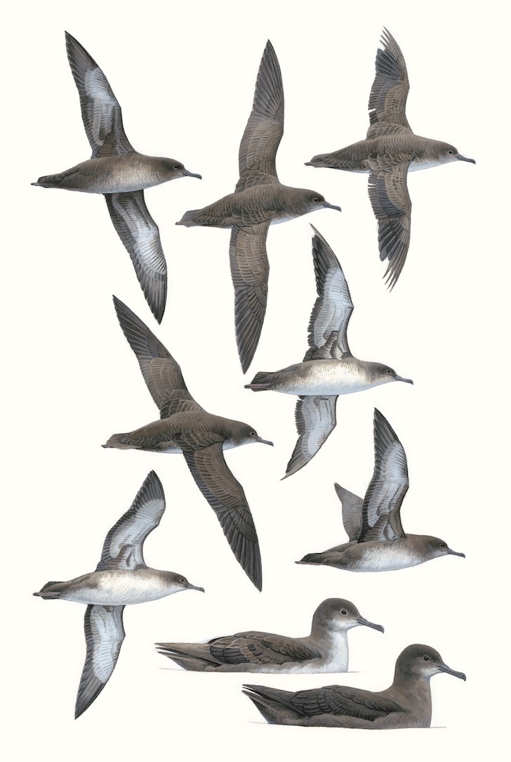 Balearic Shearwaters