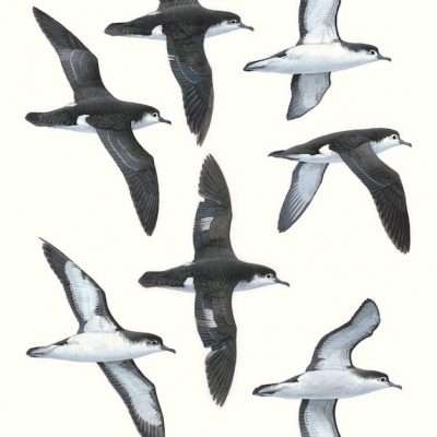 Barolo Shearwater - Puffinus baroli