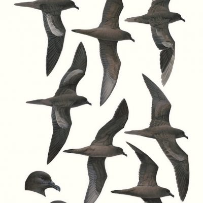 Bulwer's petrel - Bulweria bulwerii