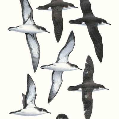 Manx Shearwater - Puffinus puffinus
