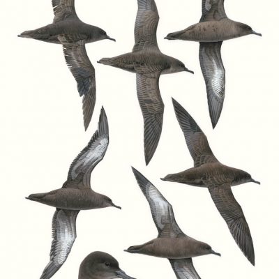 Sooty Shearwaters - Ardenna griseus