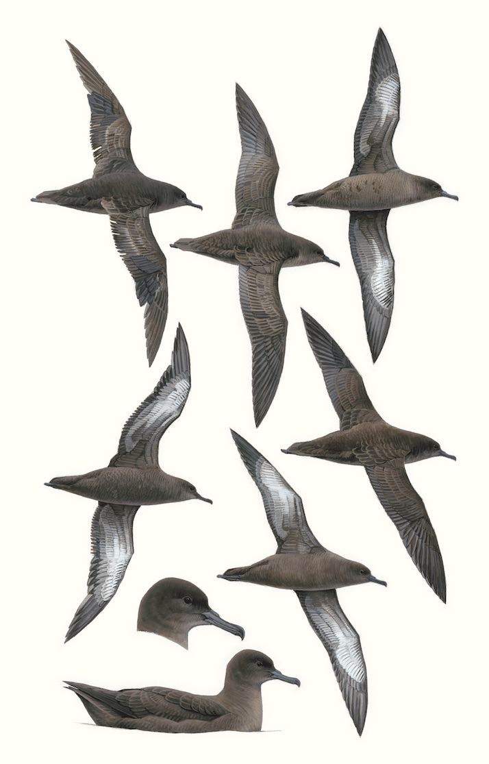 Sooty Shearwaters - Ardenna griseus