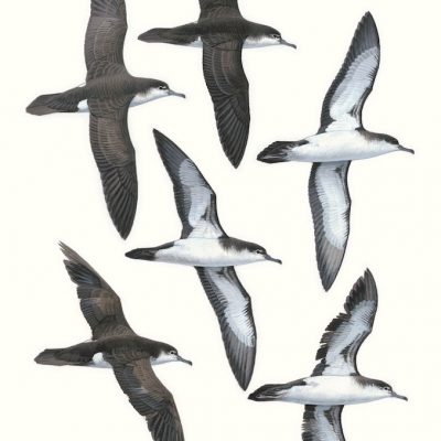 Audubon's Shearwater - Puffinus iherminieri
