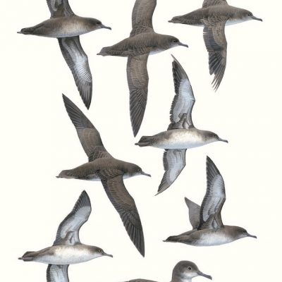 Balearic Shearwater - Puffinus mauretanicus