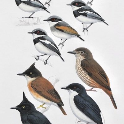 Batises and Shrike-flycatchers