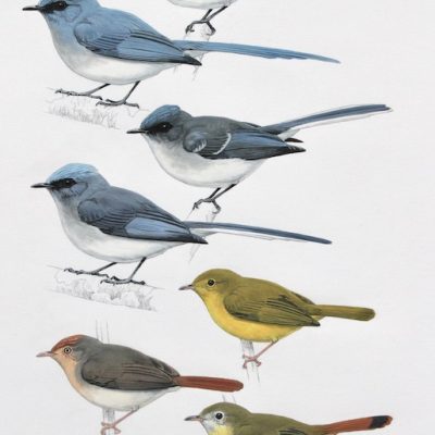 Blue-flycatchers and Erythrocercus Flycatchers