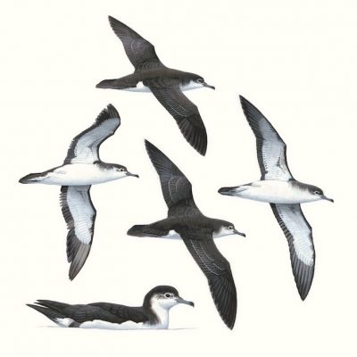 Boyd's Shearwater - Puffinus boydi