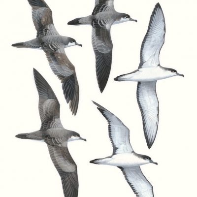 Buller's Shearwater - Ardenna bulleri
