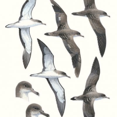 Cape Verde Shearwater - Calonectris edwardsii