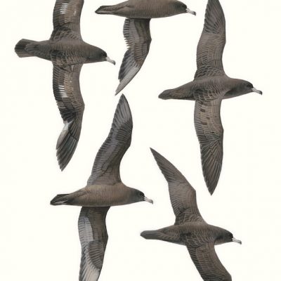 Flesh-footed Shearwater - Ardenna carneipes