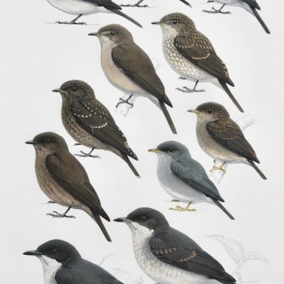 Western Grey and Brown Flycatchers