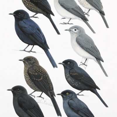 Slaty and Black Flycatchers