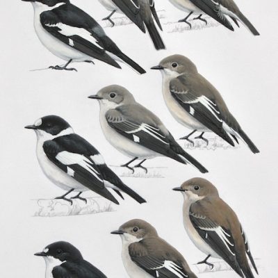 Ficedula Flycatchers