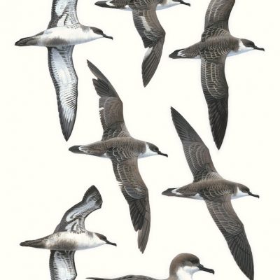 Great Shearwater - Ardenna gravis