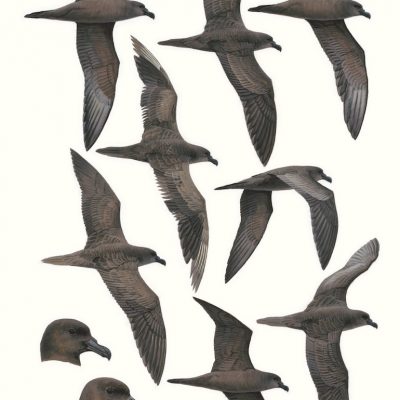 Jouanin's Petrel - Bulweria fallax