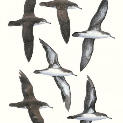 Persian Shearwater - Puffinus persicus