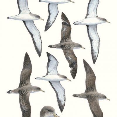 Scopoli's Shearwater - Calonectris diomedea