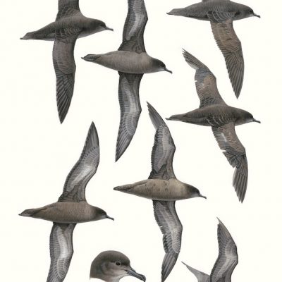Short-tailed Shearwater - Puffinus tenuirostris