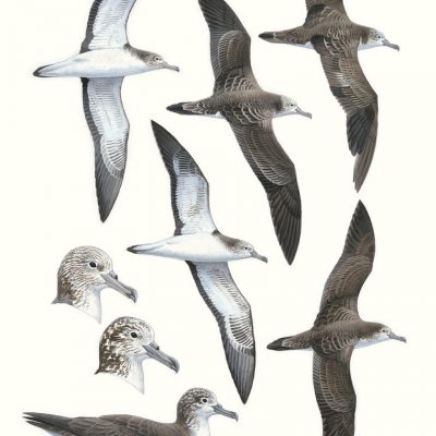 Streaked Shearwater - Calonectris leucomelas