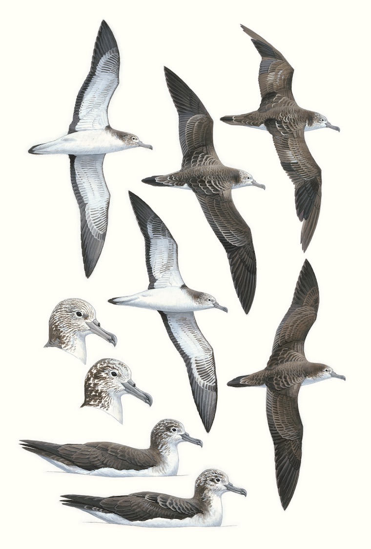 Streaked Shearwater - Calonectris leucomelas