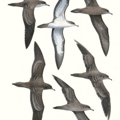 Wedge-tailed Shearwater - Ardenna pacifica