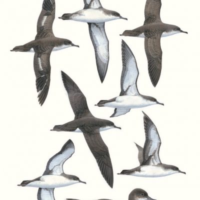 Yelkouan Shearwater - Puffinus yelkouan