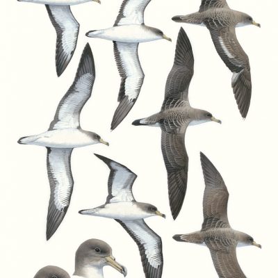 Cory's Shearwater - Calonectris borealis