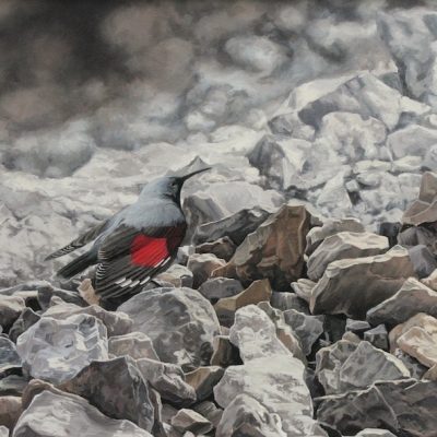 Wallcreeper - Torla, Aragon.