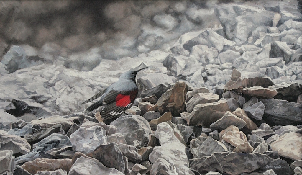 Wallcreeper - Torla, Aragon.