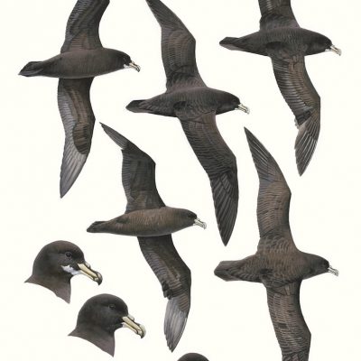 White-chinned Petrel - Procellaria aequinoctialis