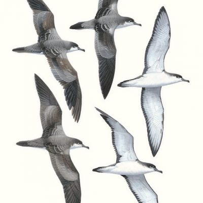 Buller's Shearwater - Ardenna bulleri
