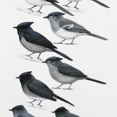 Crested-flycatchers