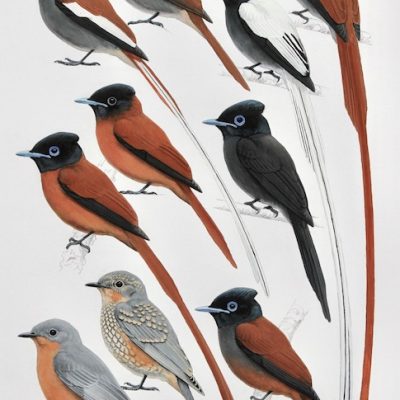 Paradise-flycatchers and Silverbird