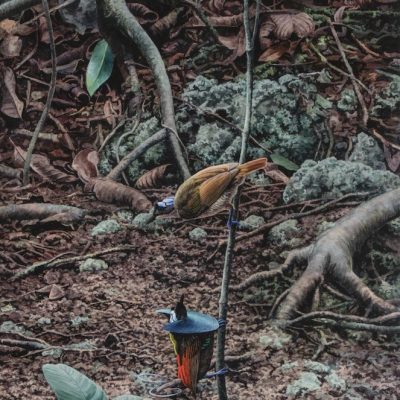 Displaying Wilson's Bird of Paradise - Waigeo, West Papua