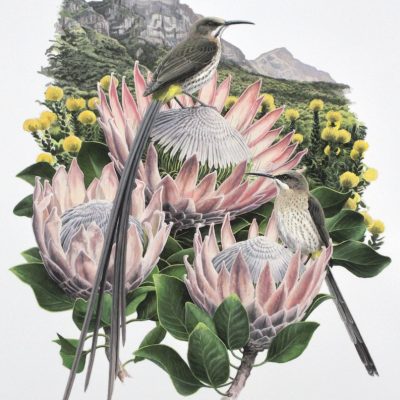 Cape Sugarbirds and King Proteas - Kirstenbosch, South Africa.