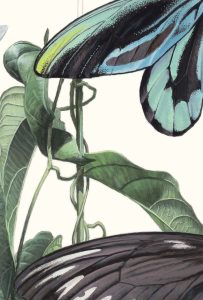 Queen Alexandra's Birdwing
