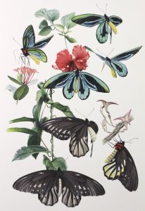 Queen Alexandra's Birdwing