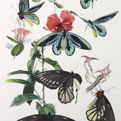 Queen Alexandra's Birdwing