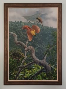 Framed Red bird of Paradise