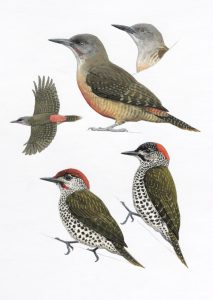 Ground Woodpecker and Knysna Woodpecker. Original artwork from Birds of Greater Southern Africa.