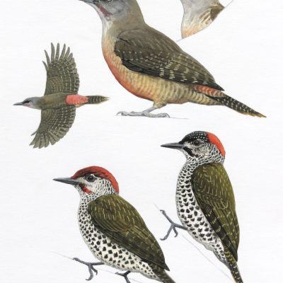 Ground Woodpecker and Knysna Woodpecker. Original artwork from Birds of Greater Southern Africa.