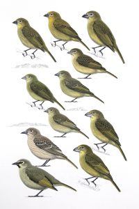 South Atlantic Island Finches